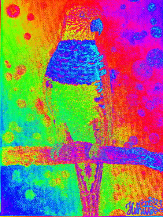 Rainbow Lorikeet Photo Art Print (Copy)