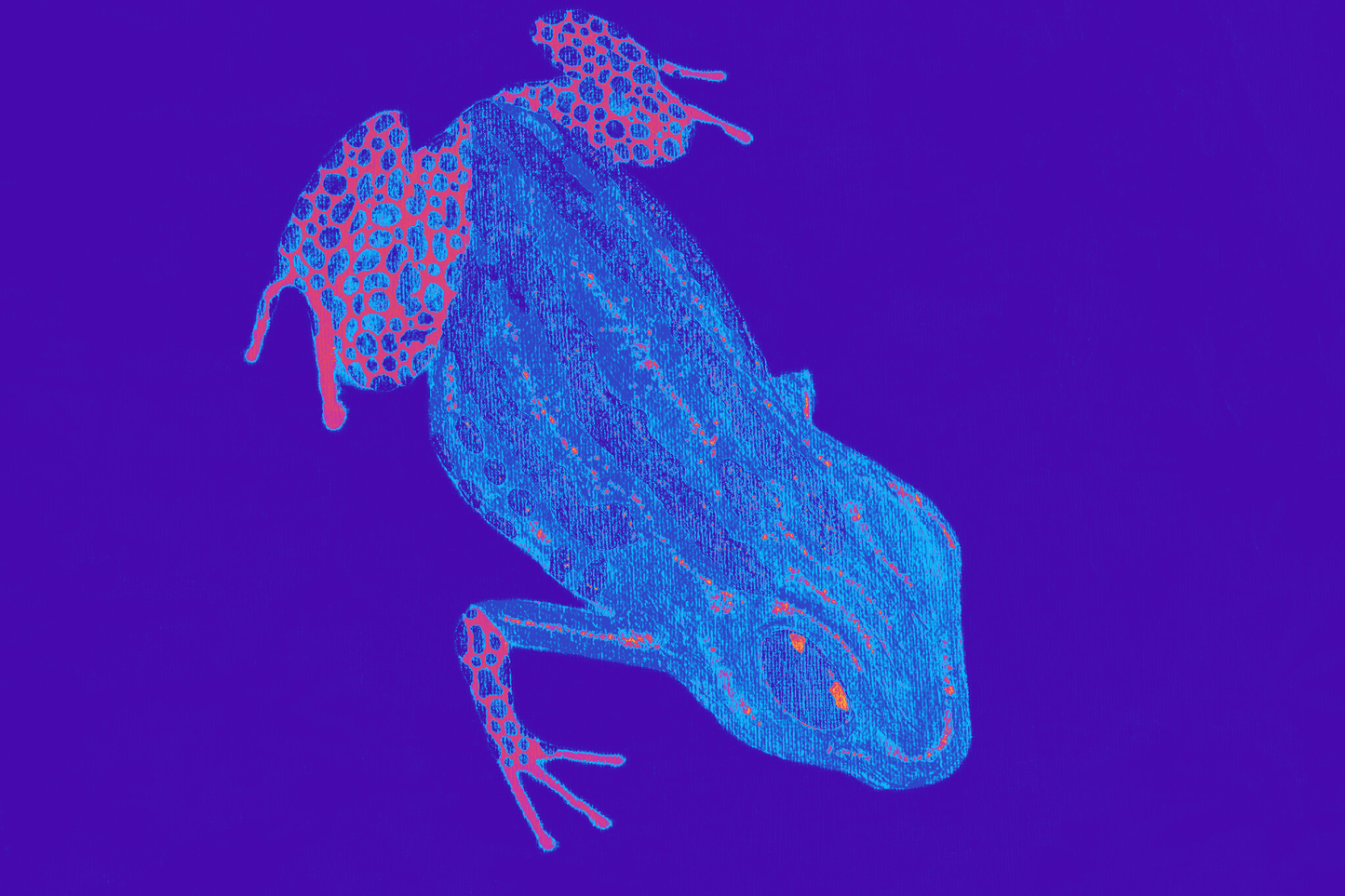 蛙步前进另类设计照片艺术印刷品